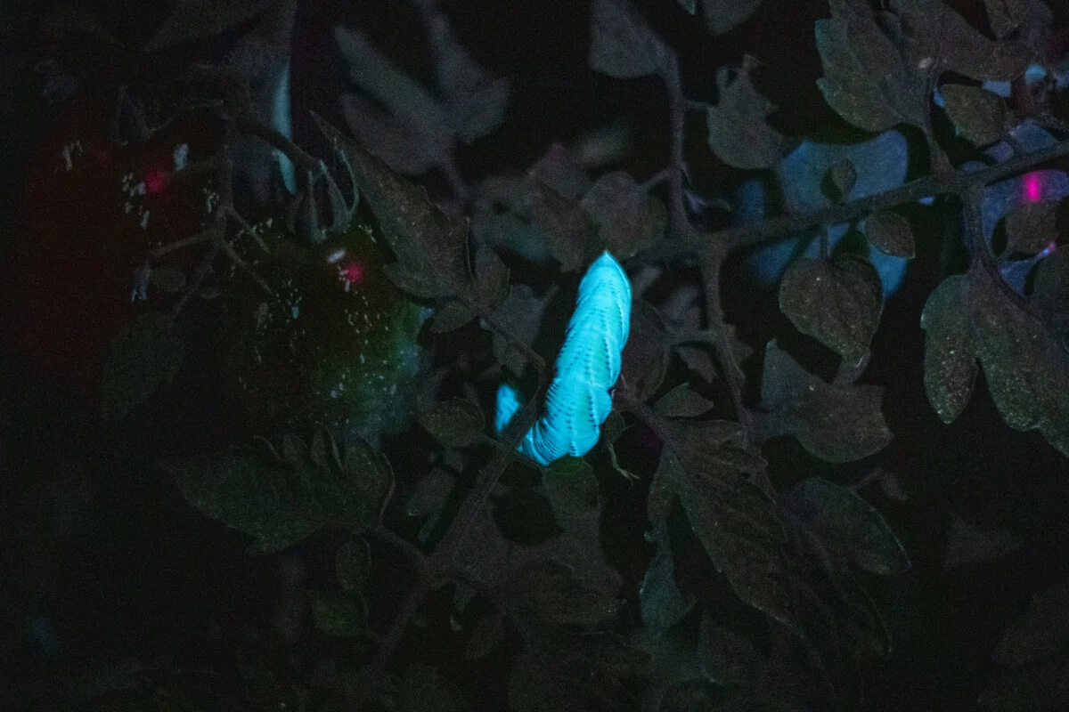 Large tomato hornworm glowing in the dark under UV light
