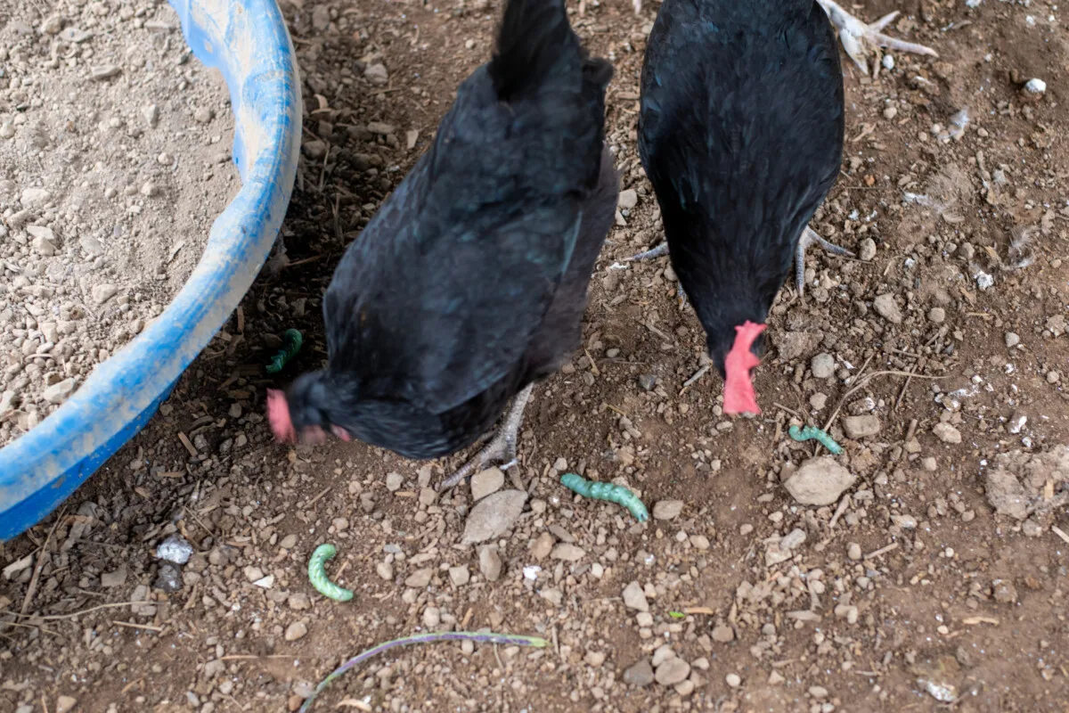 Two black chickens looking at tomato hornworms in the dirt.