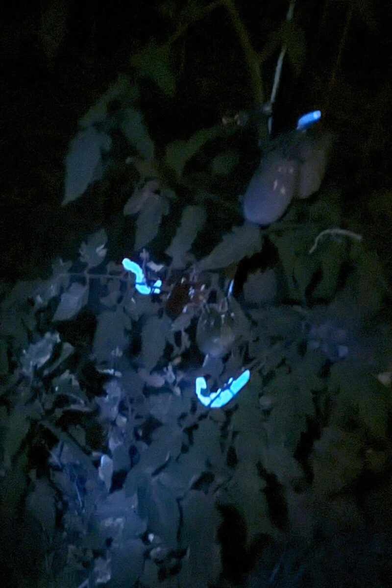 Tomato hornworms fluorescing under UV light in the dark. 
