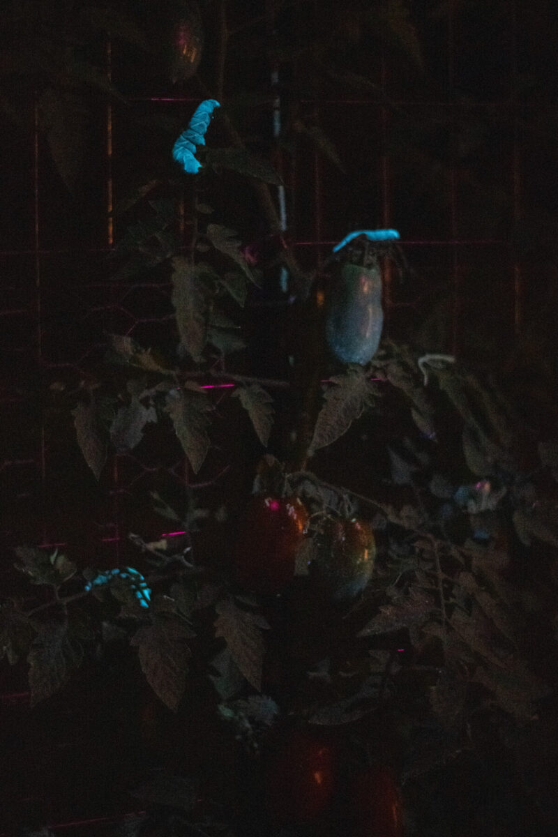 Four glowing tomato hornworms visible under uv light in the dark on a tomato plant