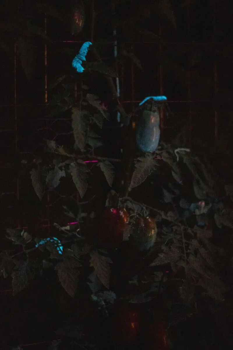 Four glowing tomato hornworms visible under uv light in the dark on a tomato plant