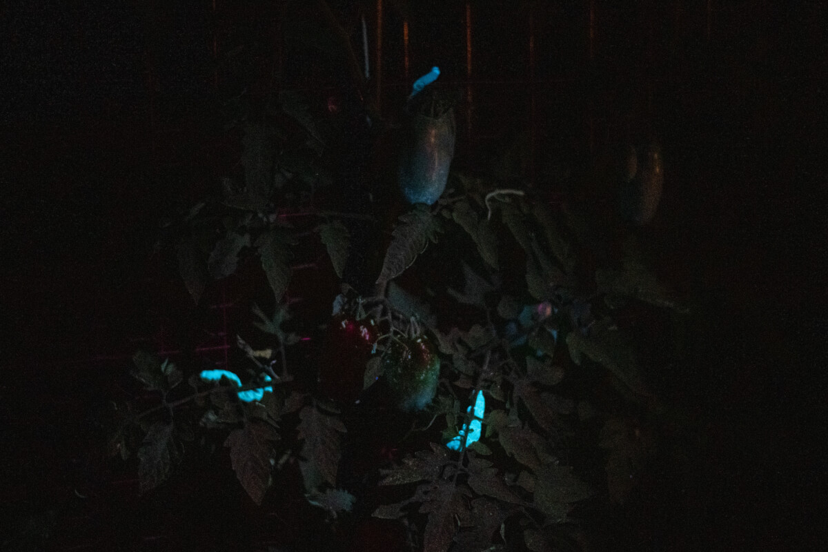 Tomato plant in the dark with highlighted tomato hornworms made visible by UV flashlight