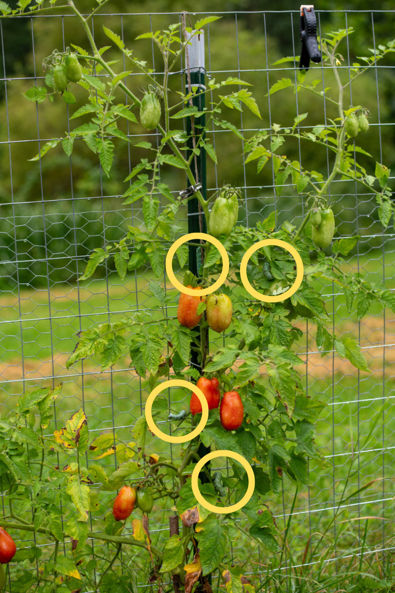 Tomato plant in the day time with four yellow circles on the photo denoting the location of four tomato hornworms