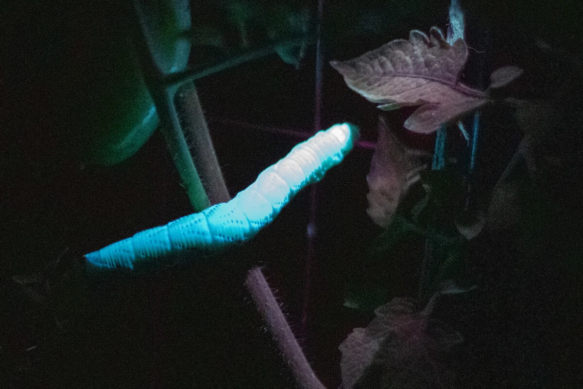 Large tomato hornworm fluorescing under UV light crawling over foliage of tomato plant which appears red.
