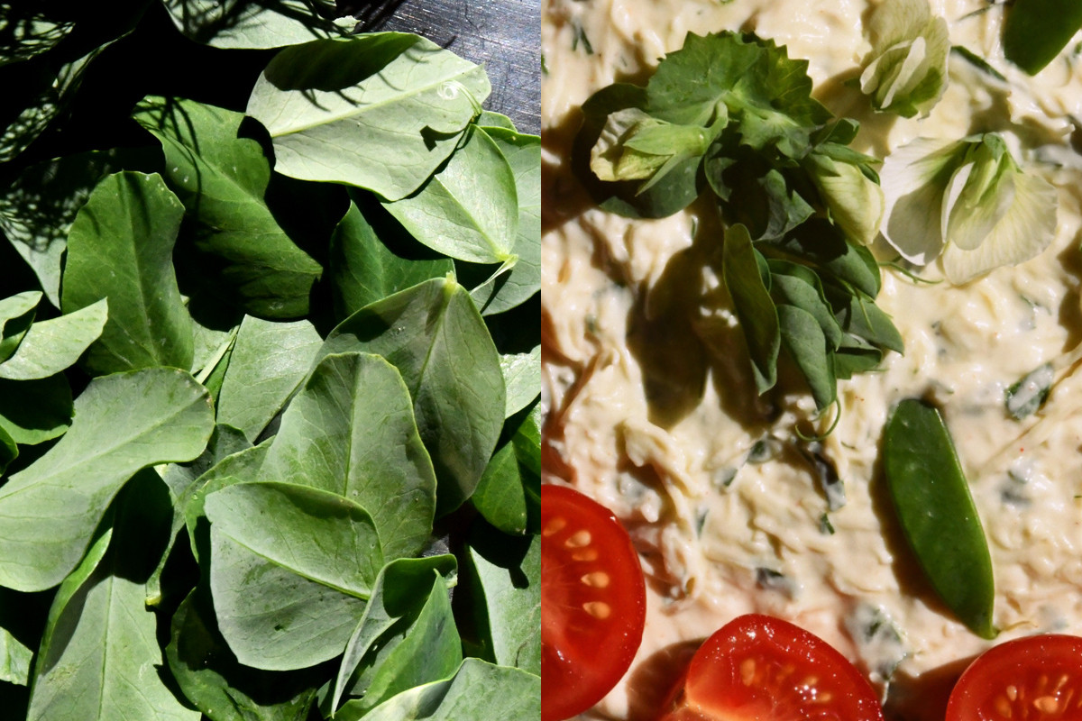 pea leaves and pea leaf dip photos, side by side.