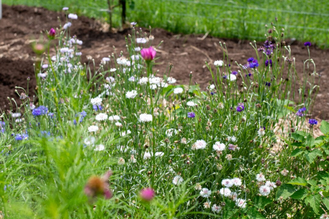9 Reasons to Grow Bachelor Buttons & Cornflower Growing Tips