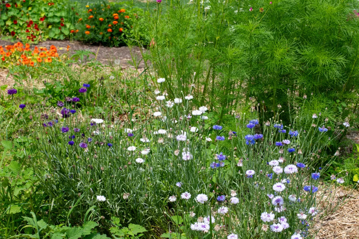 Vegetable garden also dotted with cornflower and other flowers.