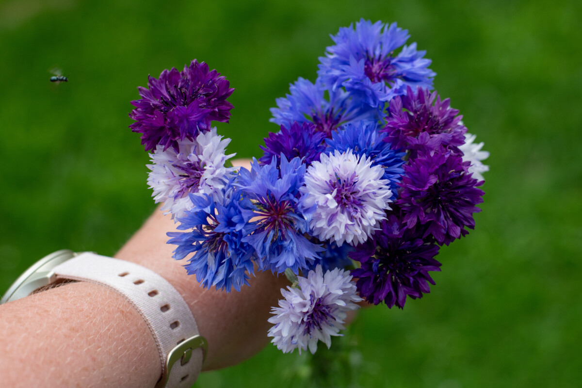 Woman's hand holding a bouquet of cornflowers and a small native bee flying toward the flowers.