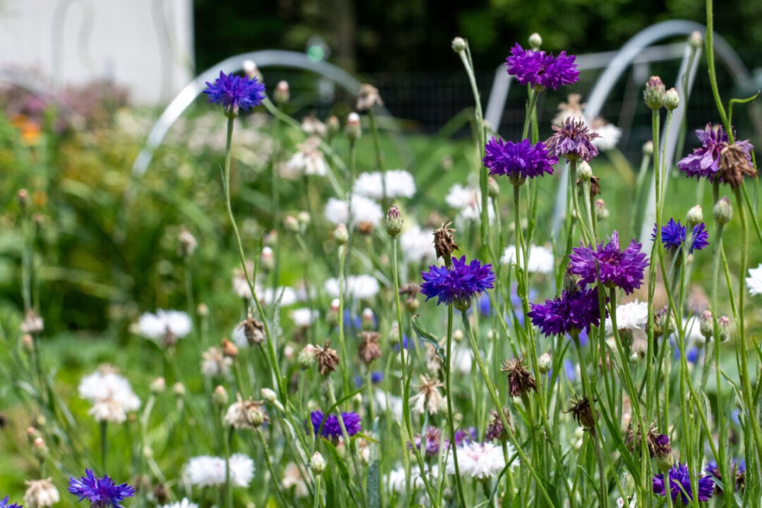 9 Reasons to Grow Bachelor Buttons & Cornflower Growing Tips