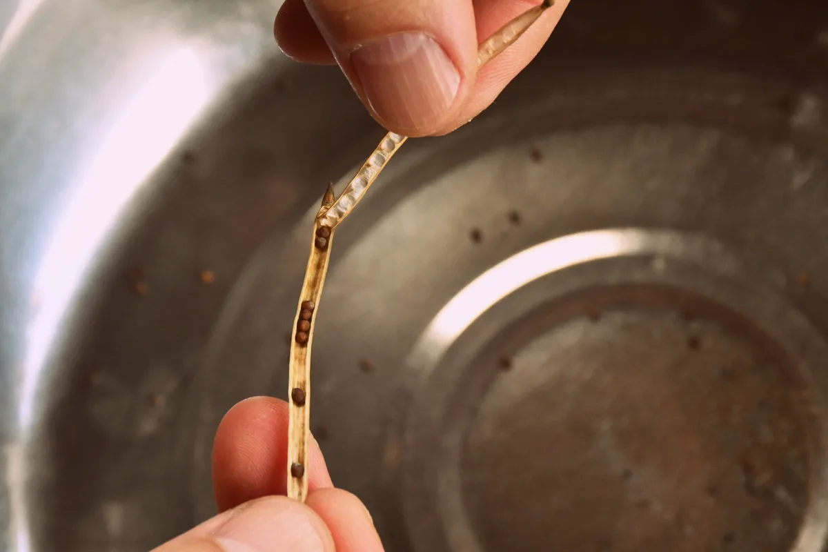 Fingers pulling apart a dried kale seed pod