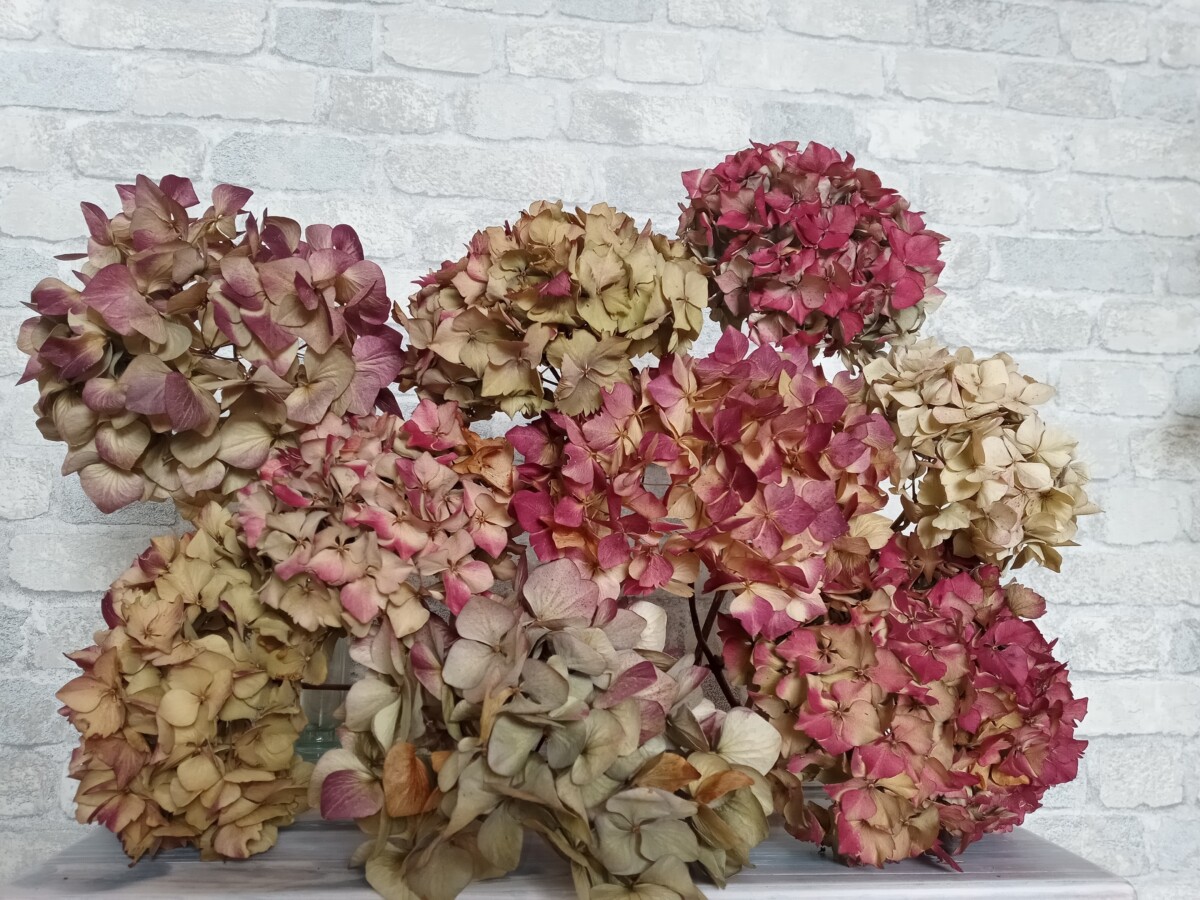 Dried hydrangea blooms