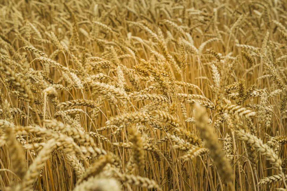ripe wheat in a field