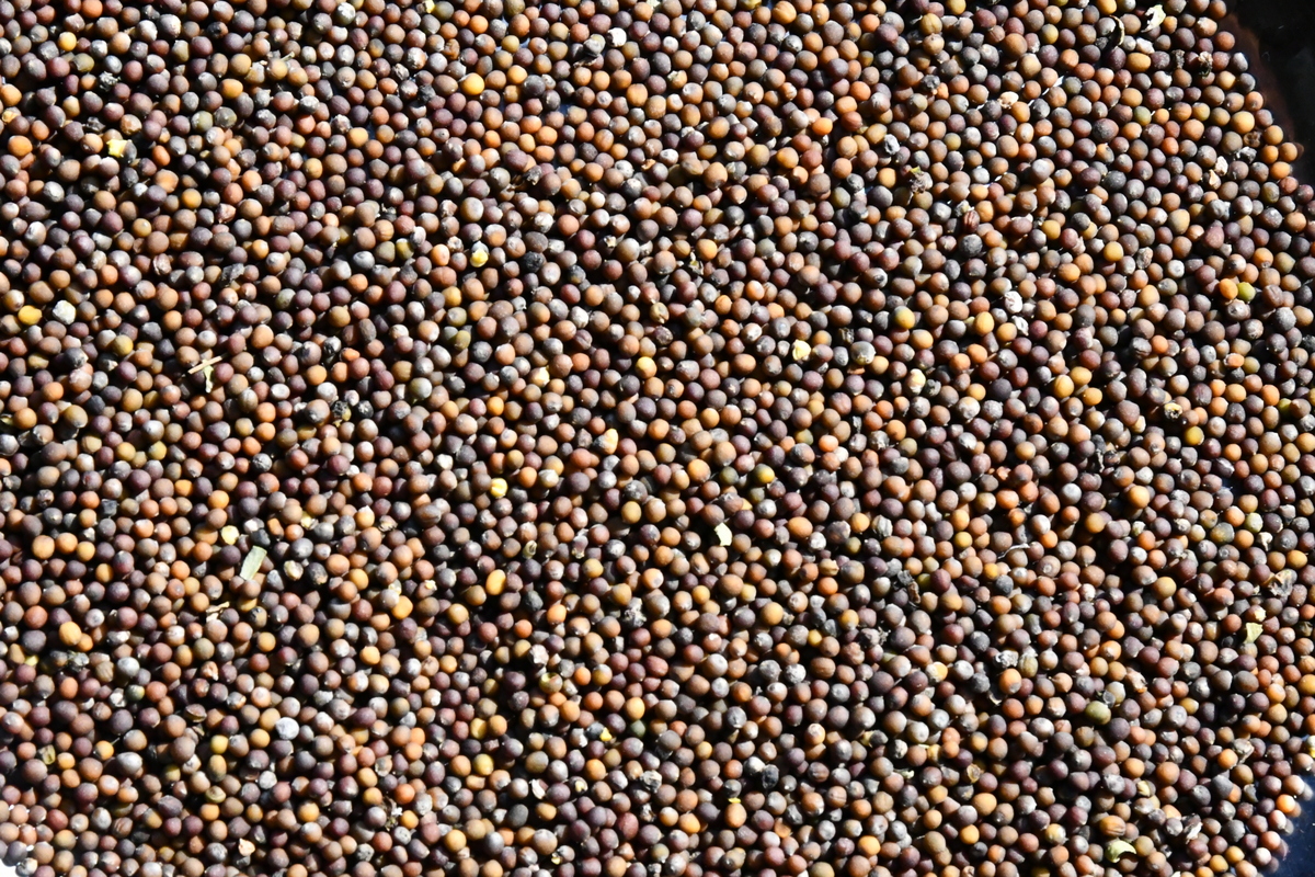 Close up of kale seeds