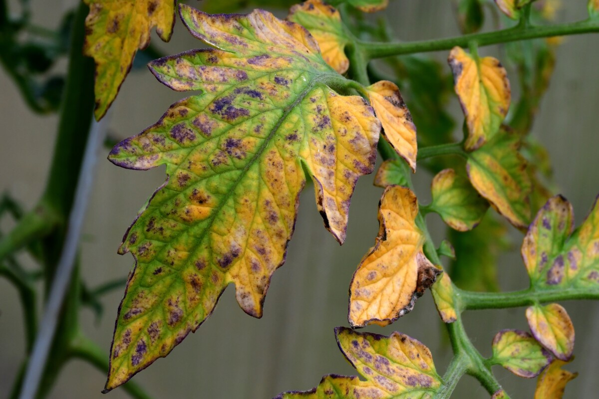 Yellowing and brown spotted tomato leaves