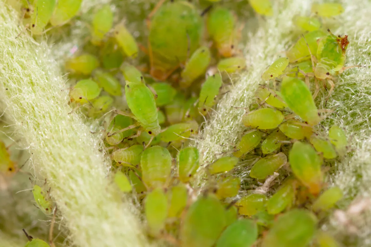 Close up of aphids on a  plant