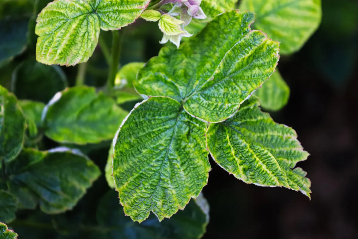 Raspberry leaves with interveinal chlorosis