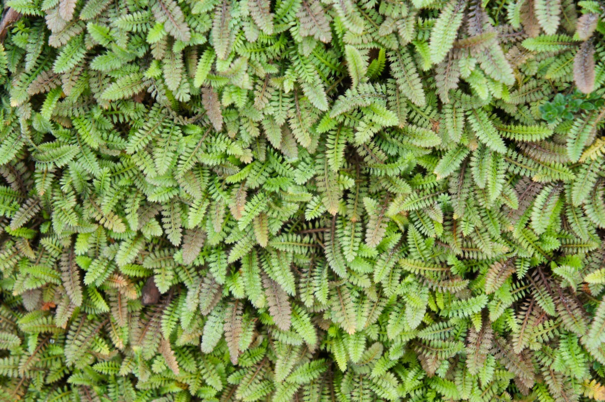 Brass Buttons (Leptinella squalida)