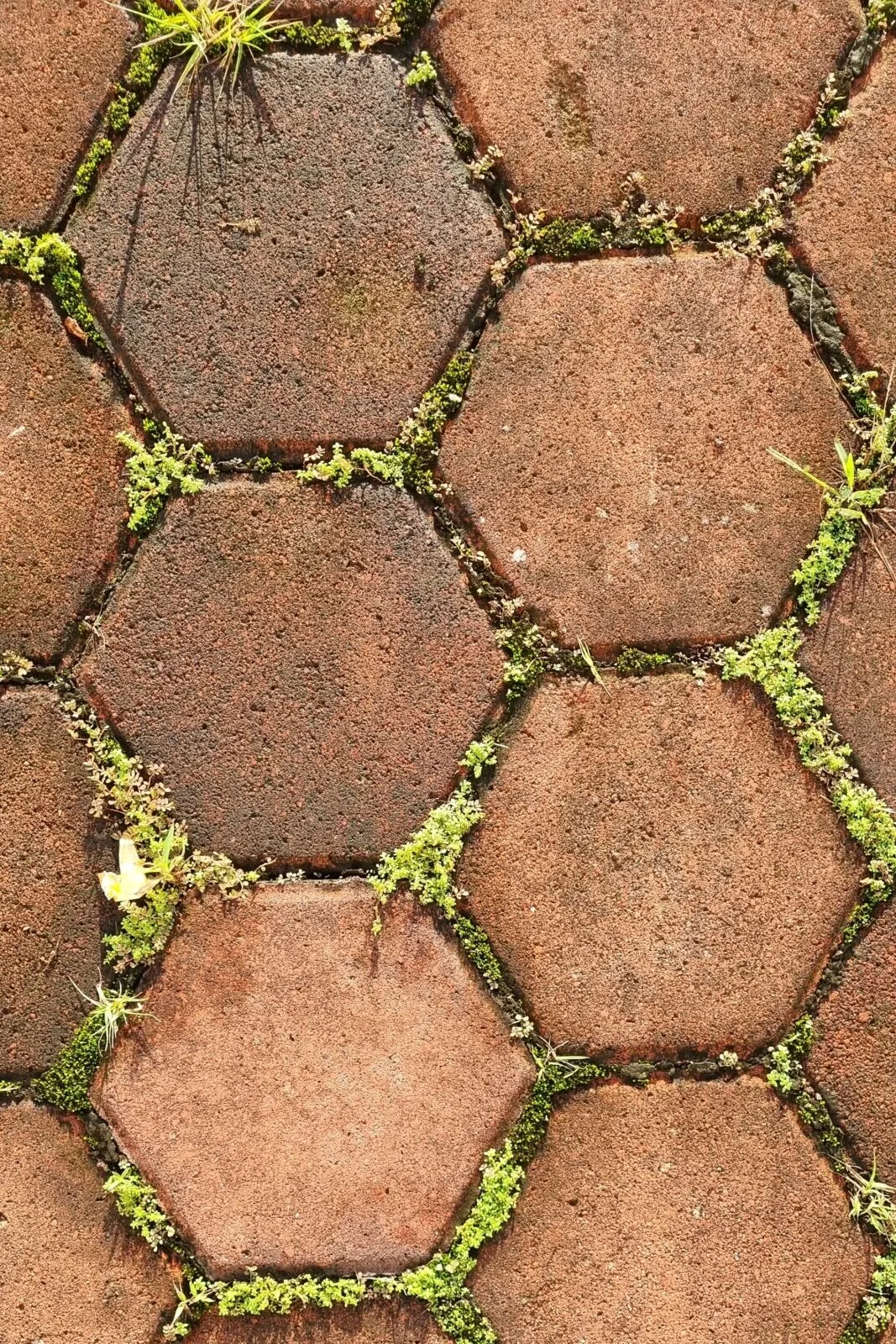 Green Carpet (Herniaria glabra)