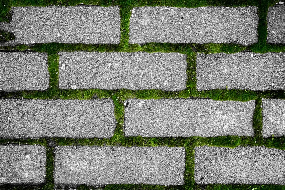 Moss growing between brick pavers.