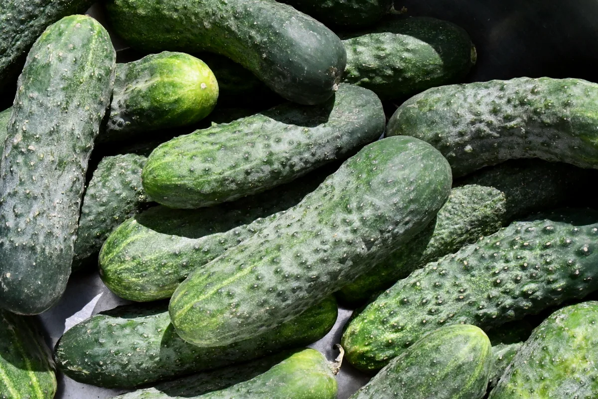 Cucumbers in the sunshine.
