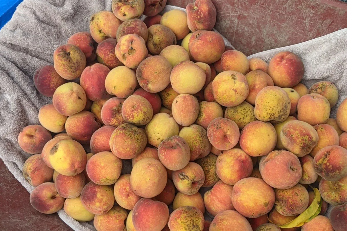 Wheelbarrow filled with peaches.