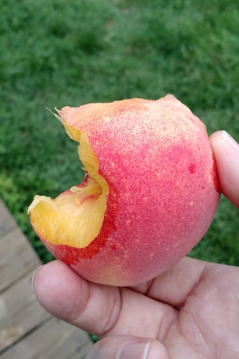 Hand holding a peach with a bite taken out of it. 