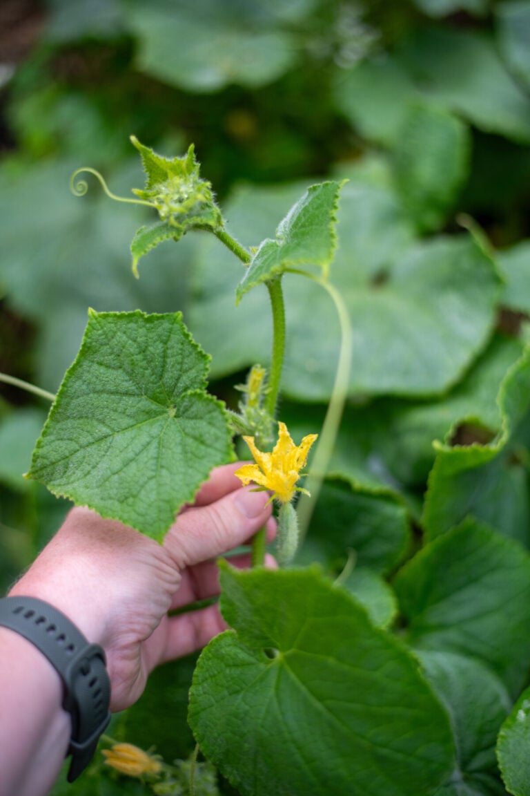 How to Prune Cucumbers & When You Should & Shouldn't Do It