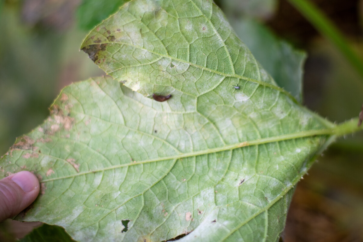 Cucumber leaf with powdery mildew, a squash bug and a slug on it. 
