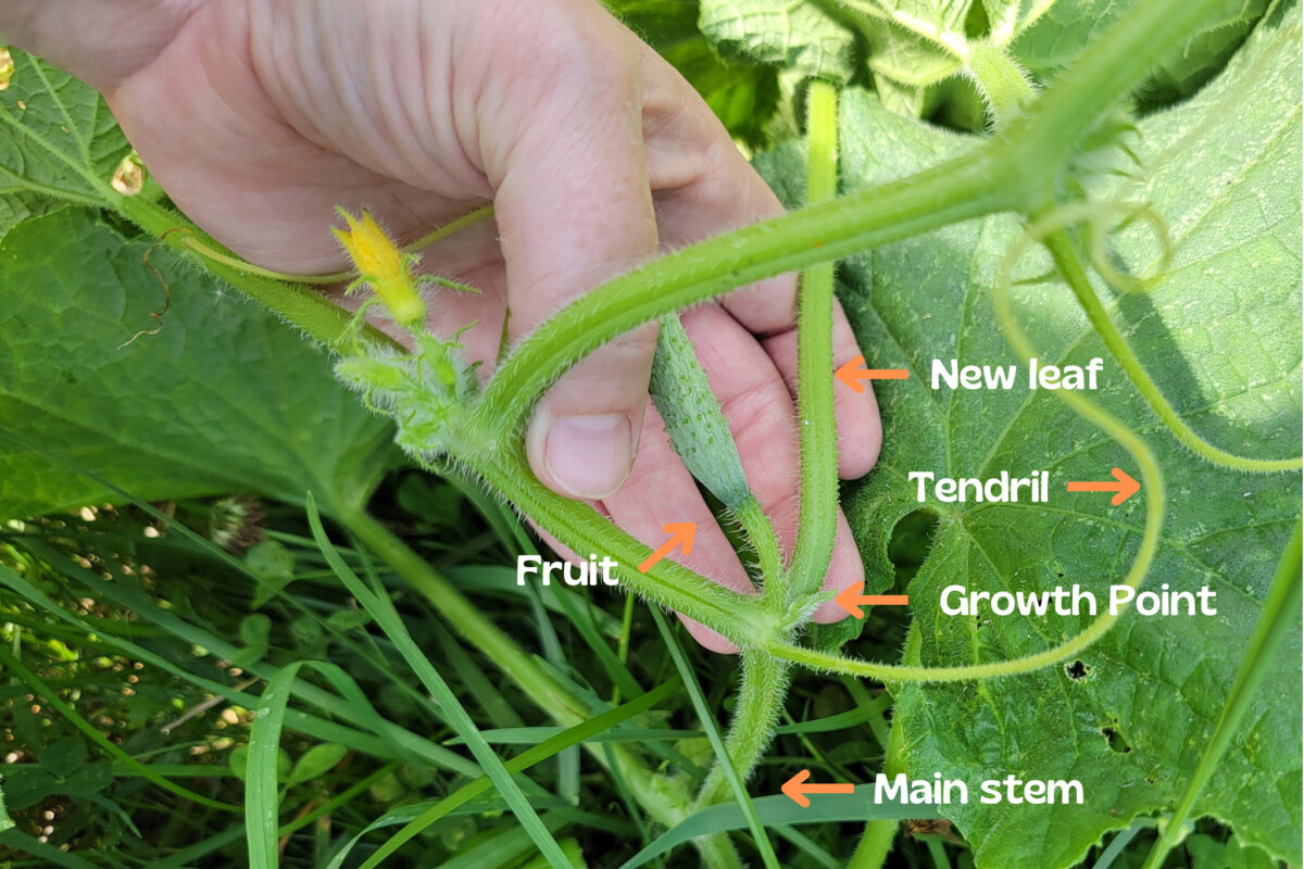 Woman's hand holding cucumber vine with new growth points labeled.
