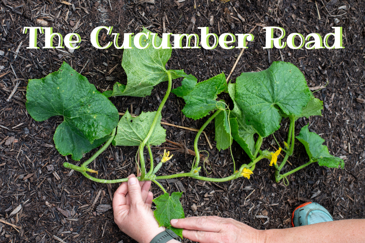 Length of cucumber vine laid on mulched garden path, woman's hands holding it. Text reads "The Cucumber Road"