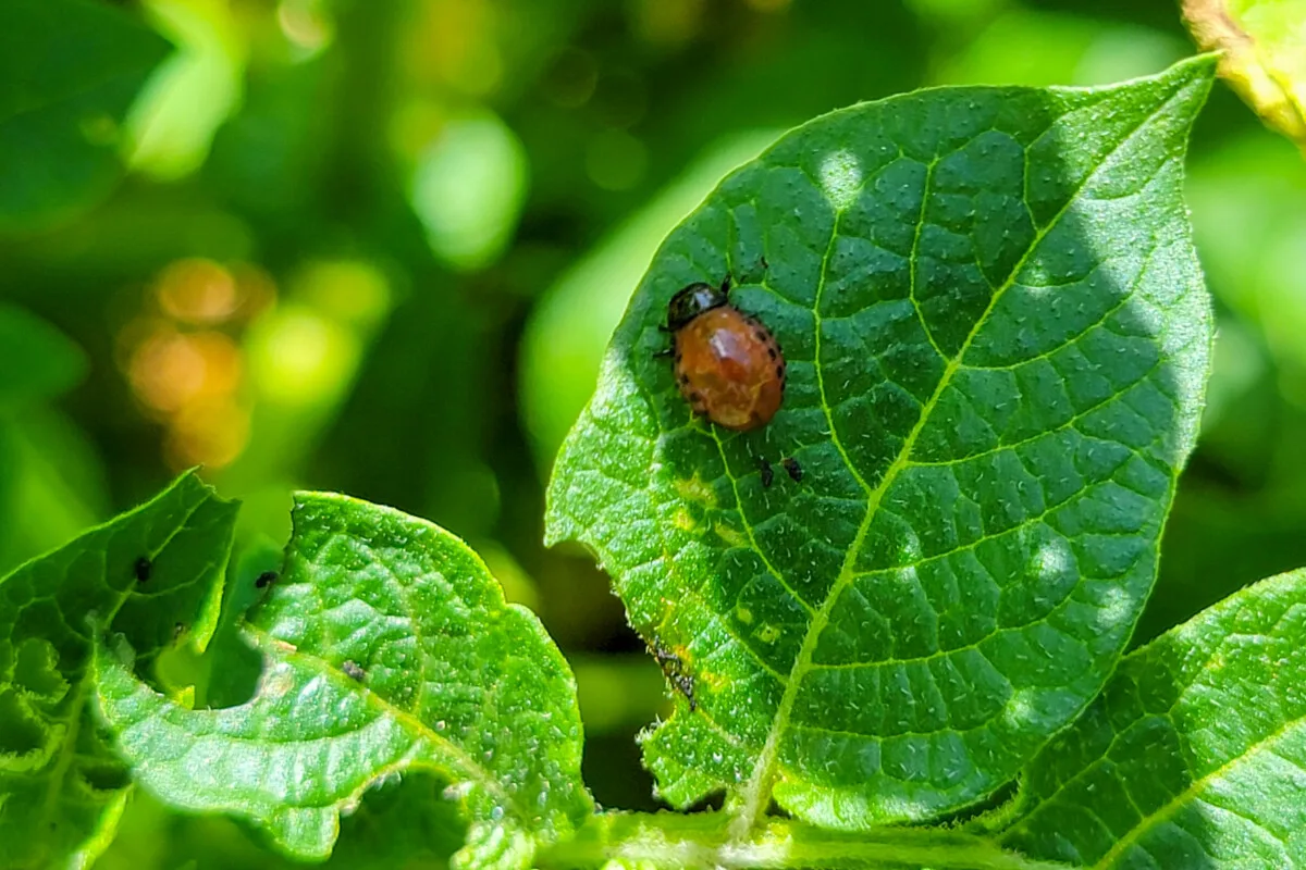 Small Colorado potato beetle pupa. 