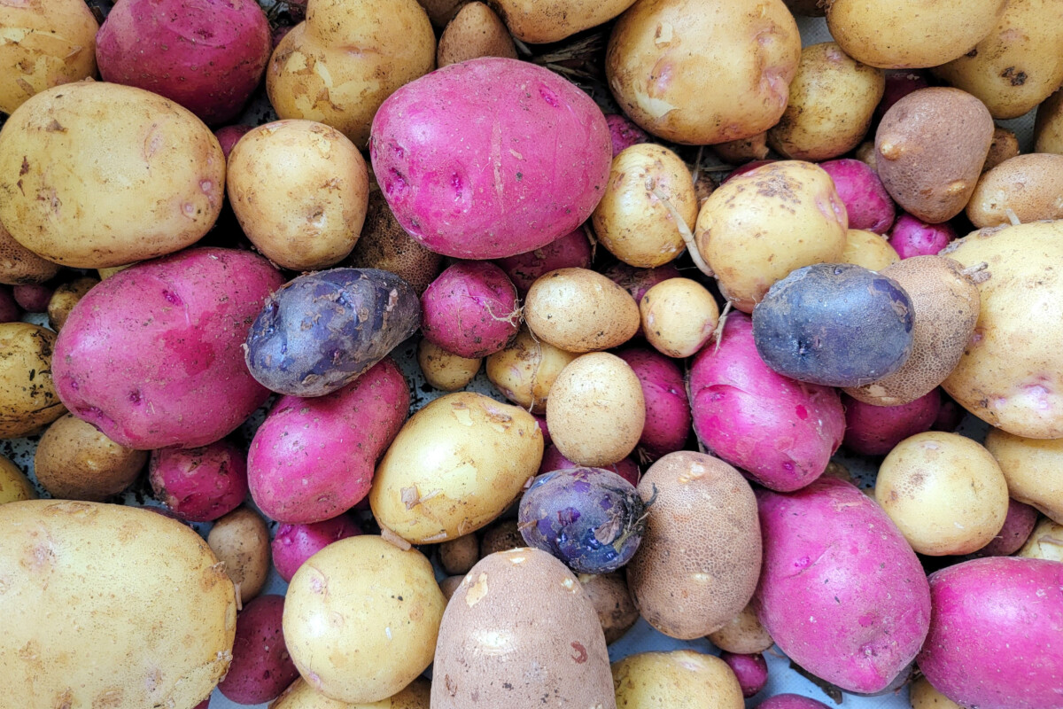 A pile of new potatoes. 