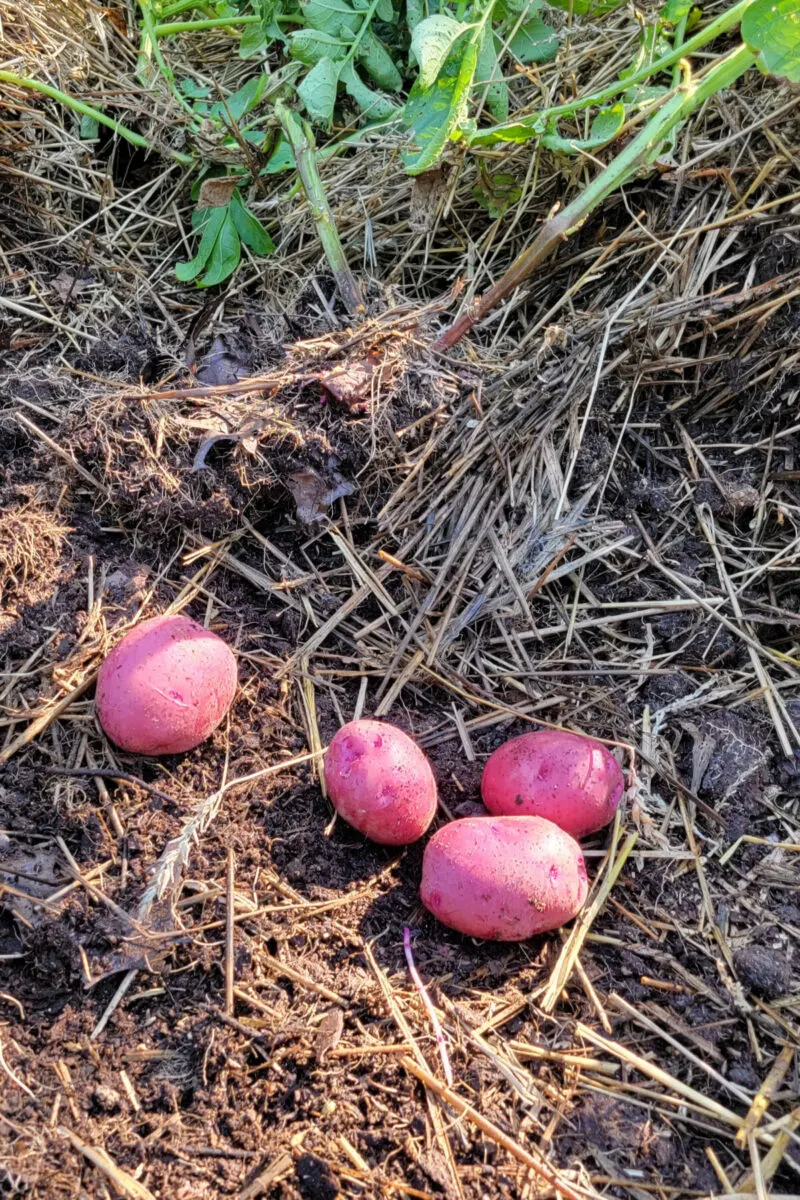 Red potatoes dug up from potato beds.