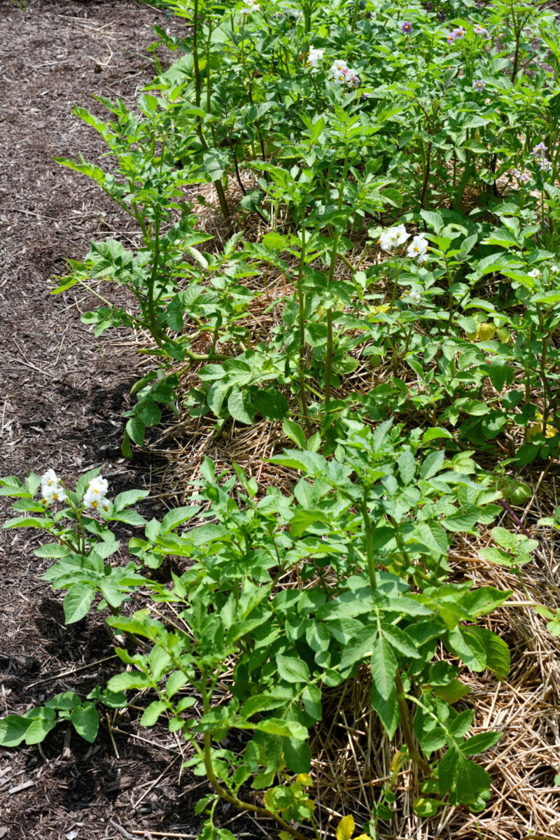 A row of no-dig mulched potatoes.