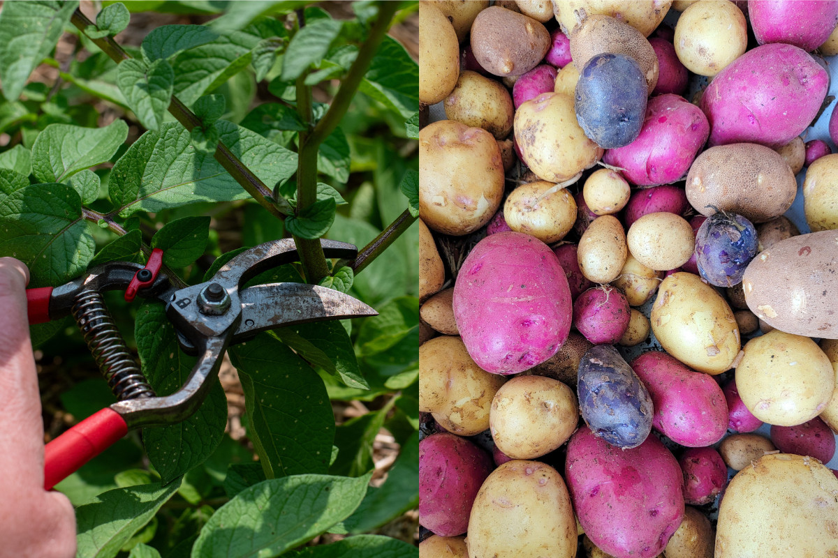 Two photos side by side. Hand pruners cutting potato plant, pile of multicolored potatoes.