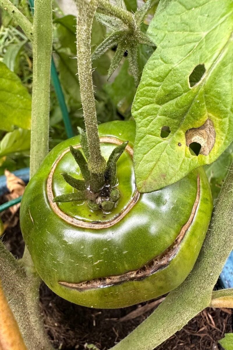 Green tomato with concentric crack around shoulders