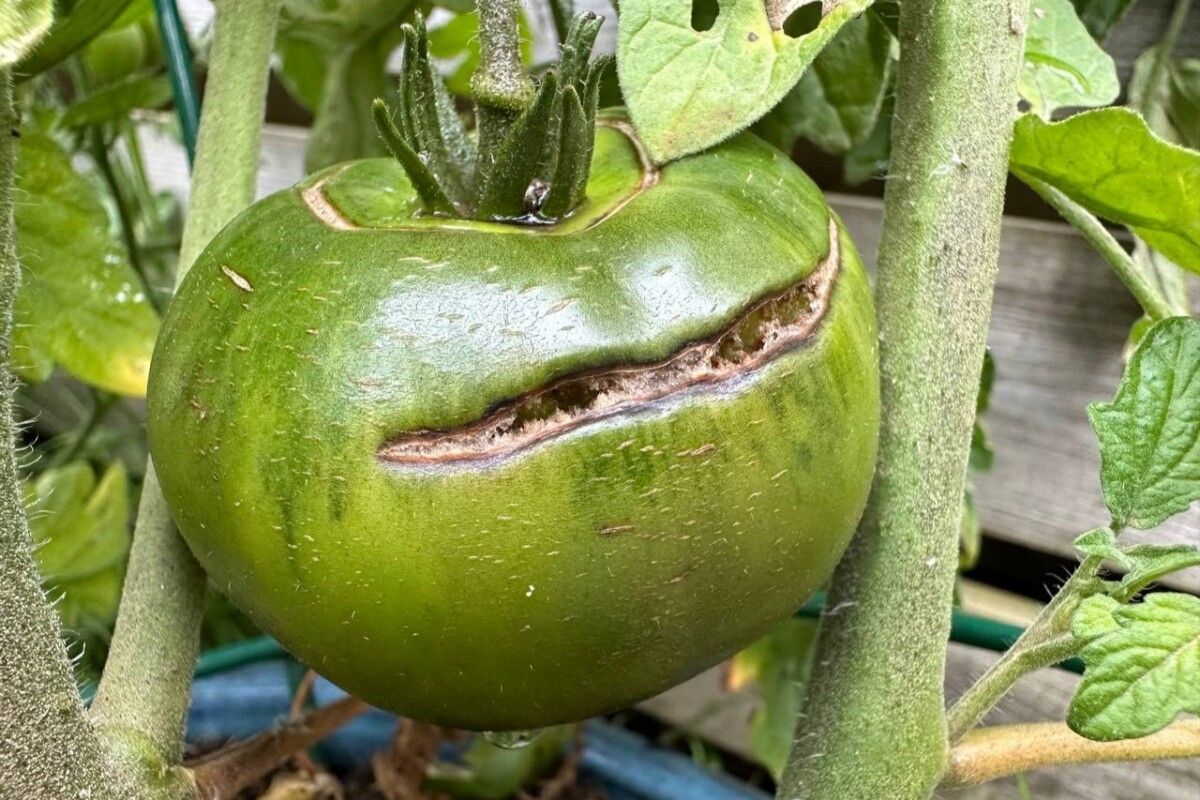 Green tomato with concentric cracks