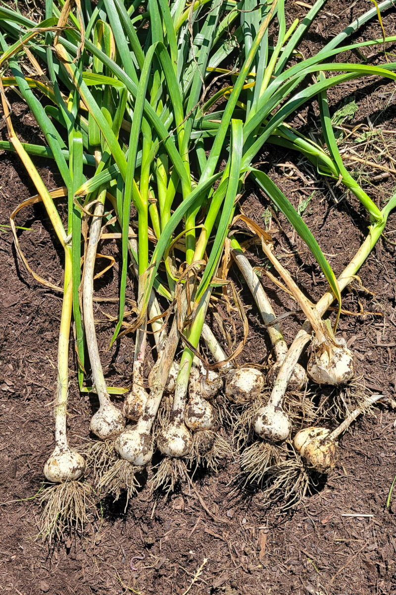 Newly dug up garlic bulbs lying on the dirt in a garden. 