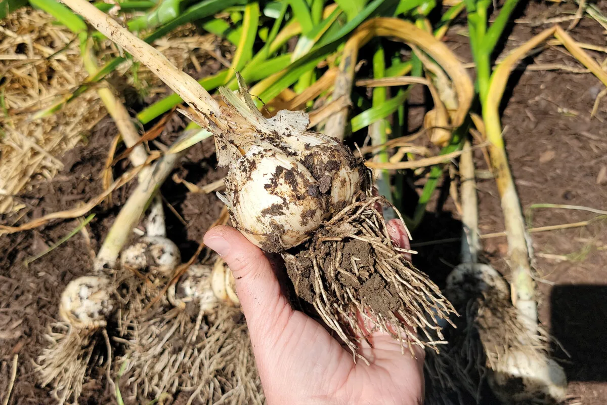 Woman's hand holding a large bulb of garlic, freshly dug from the ground.