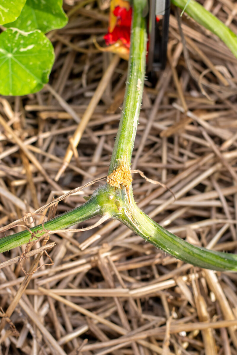 Squash plant leaf node with frass coming out of it. 
