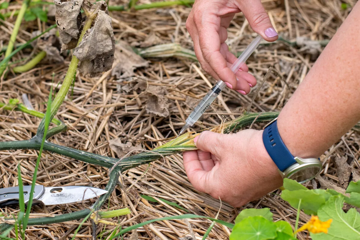 Woman's hands using a hypodermic syringe to inject Bt into a squash plant.