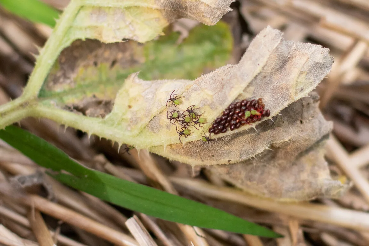 Squash bugs and eggs on a dead pumpkin leaf. 