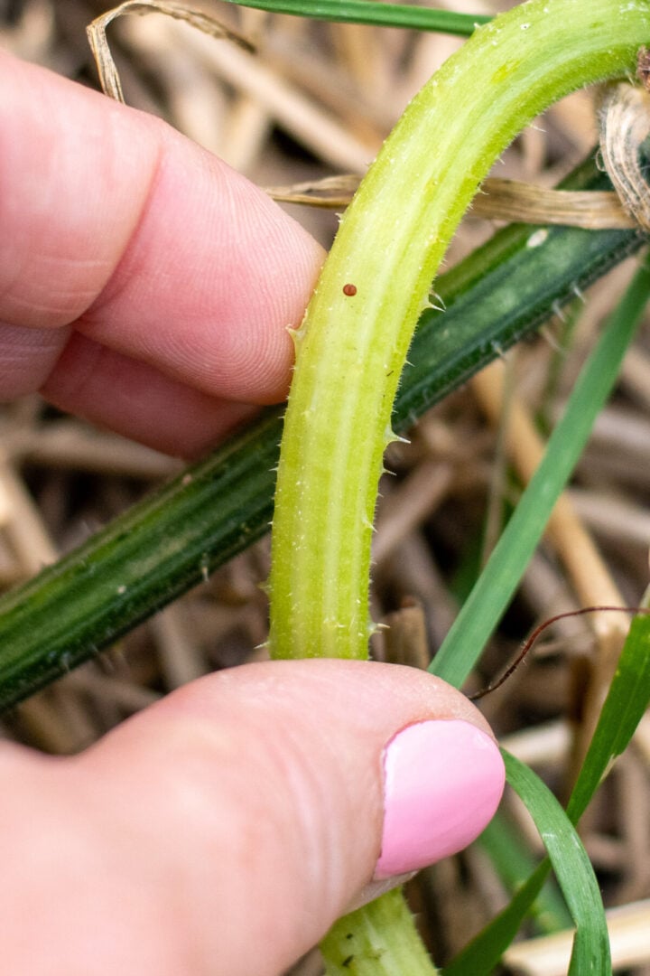 Dealing With Squash Vine Borer It's Not Squash Bugs Killing Your Plants