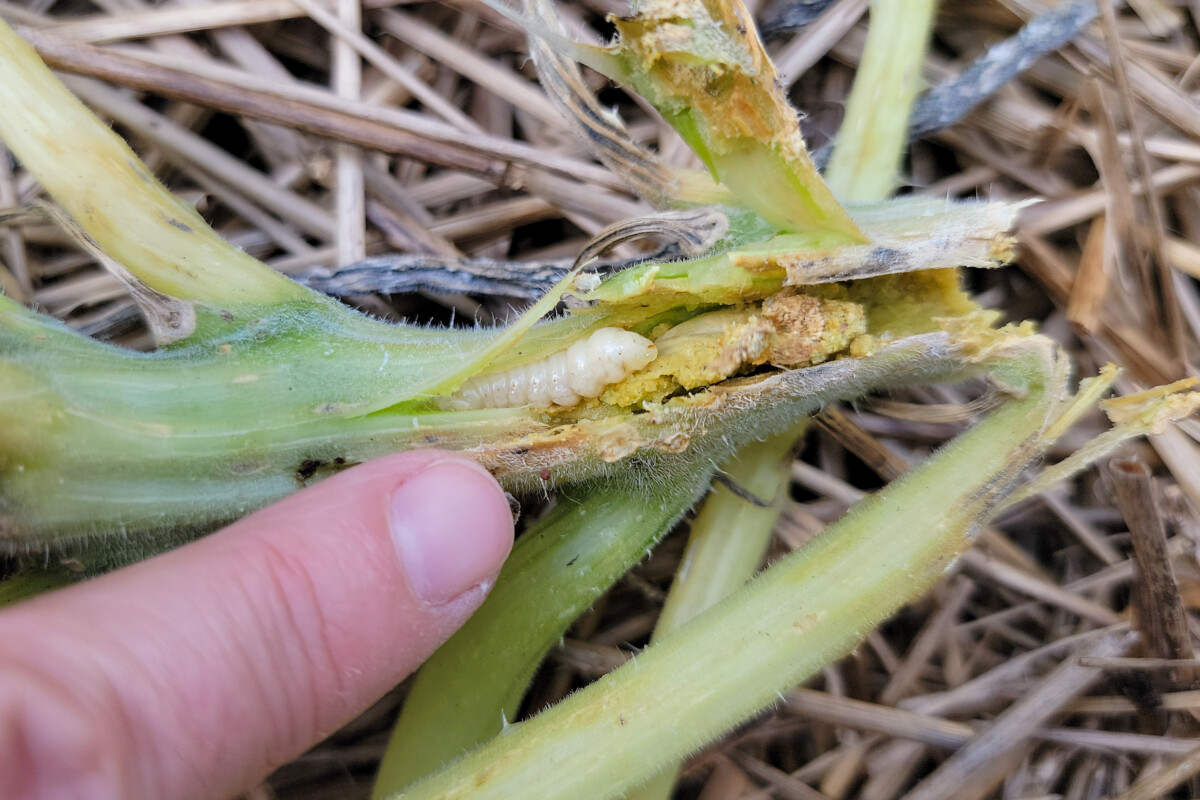Finger pointing to a squash vine larva inside a squash plant stem. 