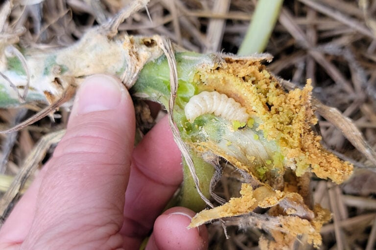 Dealing With Squash Vine Borer It's Not Squash Bugs Killing Your Plants