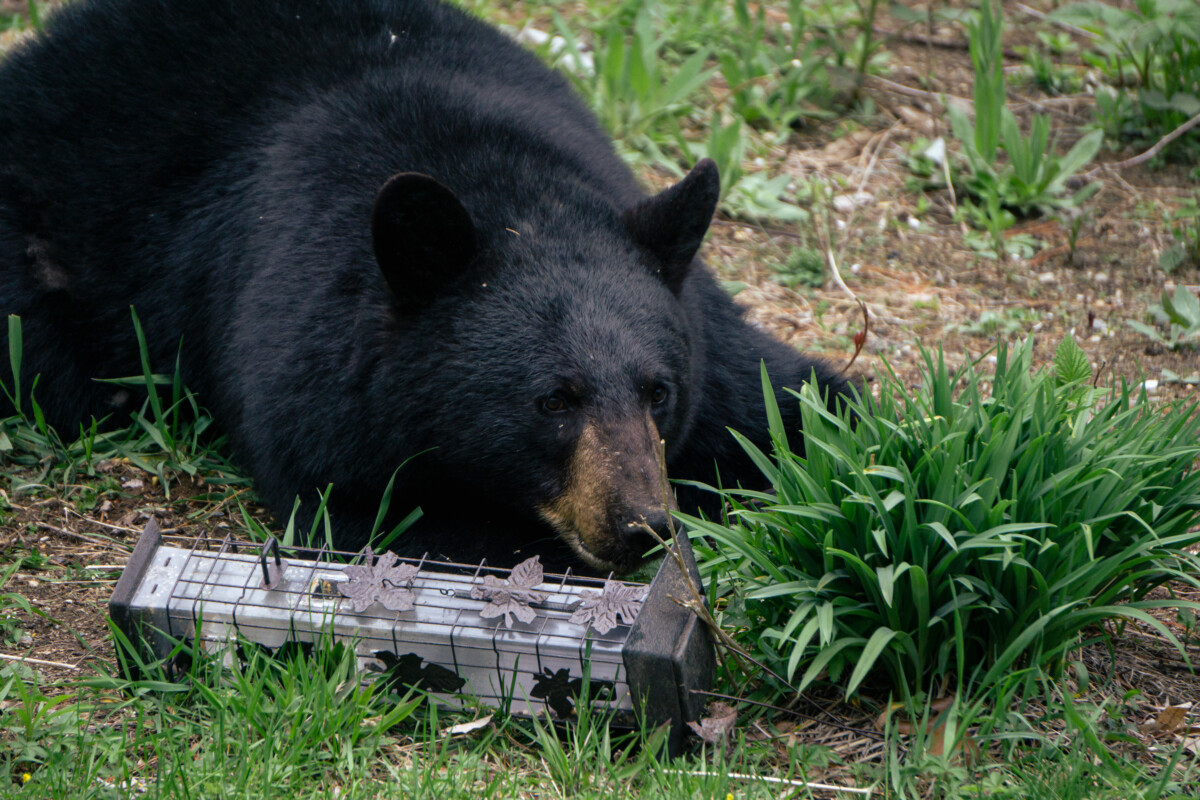 A bear lying on the ground with an empty bird feeder.