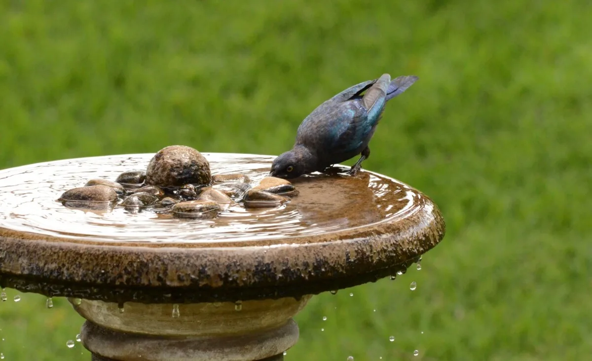 Bird drinking from a birdbath.