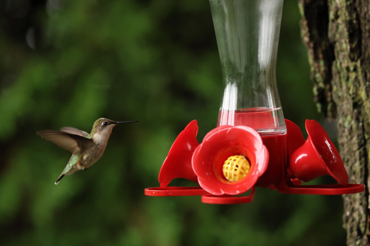 A hummingbird floating before a hummingbird feeder.