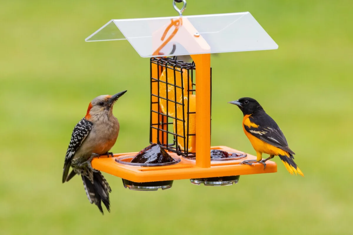 A woodpecker and an oriole at a fruit feeding station