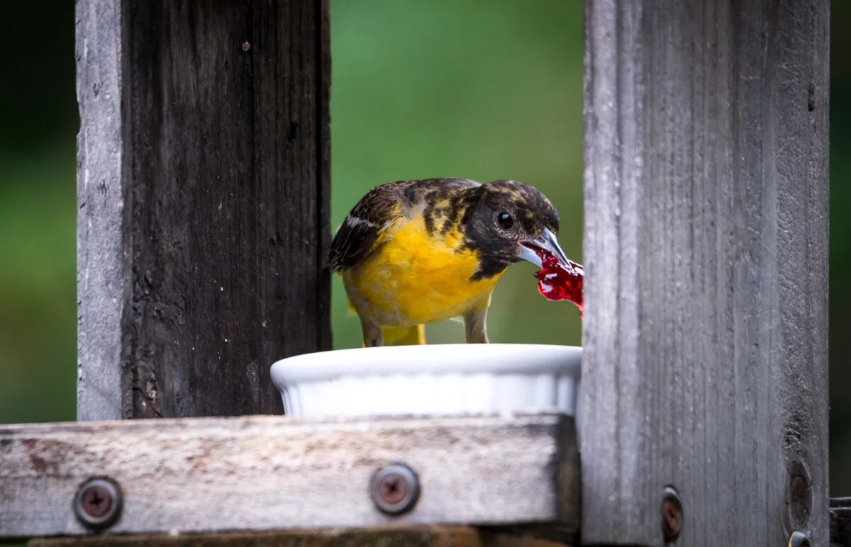 An oriole eating a bit of grape jelly.